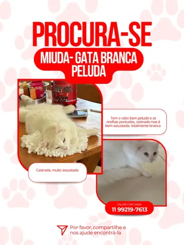 Gato