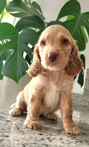 Cocker Spaniel Inglês. Lindos de Olhos Azuis a Pronta Entrega.