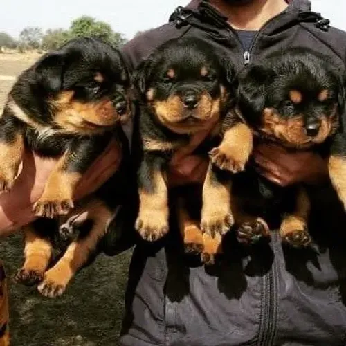 Chihuahua disponivel