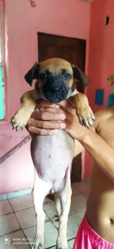 Cachorrinha para adoção