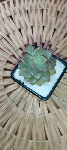 Suculenta Graptopetalum no Pote de Vidro ? Decoração Pronta