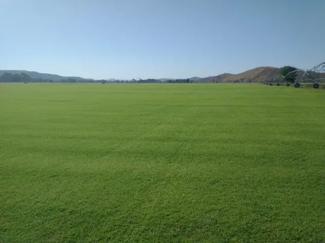 Grama Natural Alta Resistência e Beleza