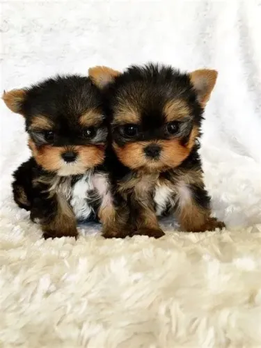 Yorkshire Terrier - Filhotes Encantadores