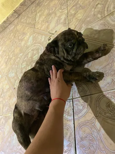Bulldog Frances Fêmea 