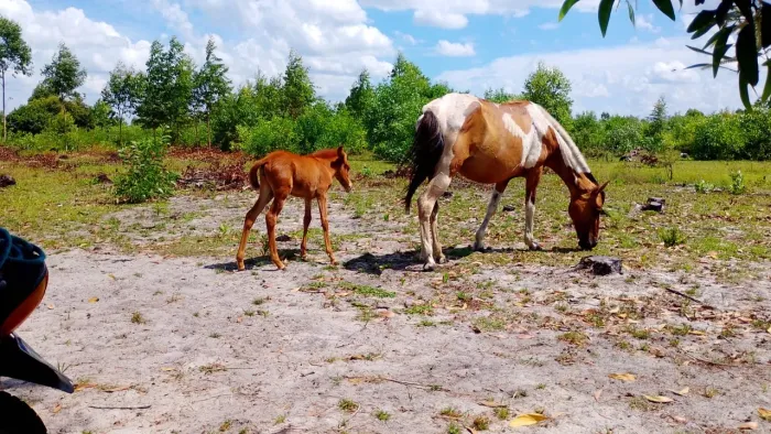 Égua com mulinha de 2 meses
