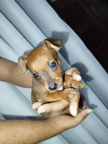CACHORRO PINCHER 