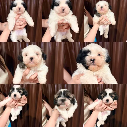 Vendo cachorrinhos!!!