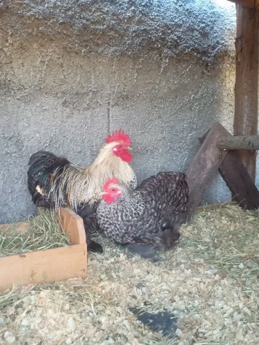Casal de mini cochim  em postura 