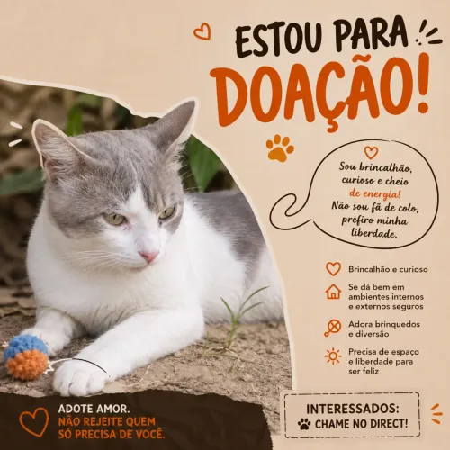 Doa-se gatinho cinza e branco