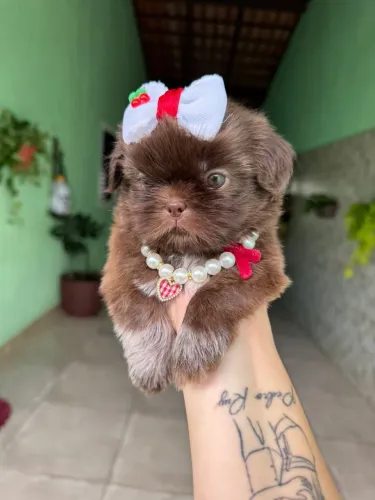 Shih tzu 