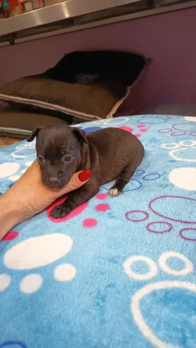 Pinscher filhotes mini purinhos parcelo e entrego 