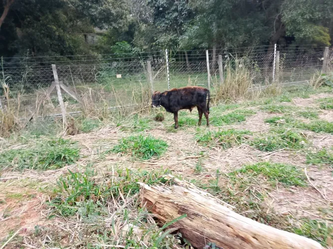 vanda de Mini animais