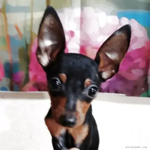 Pinscher/Pincher Cachorro Puro e Saudável Macho e Fêmea Vacinados São Paulo