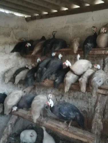 Galinha de Angola preta