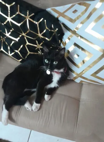 Gata castrada mansa