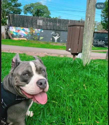 American Bully macho para cruzar 