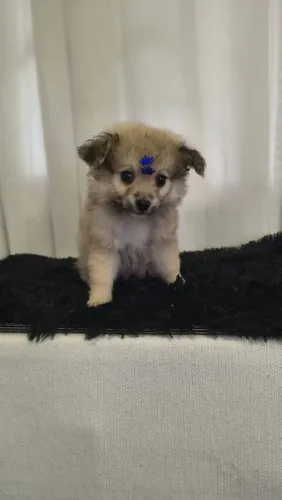 Encontre seu filhote de Lulu da Pomerânia