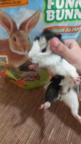 Vendo lindos porquinhos da india