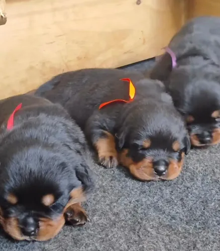 Rottweiler barato