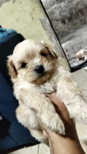 Poodle toy