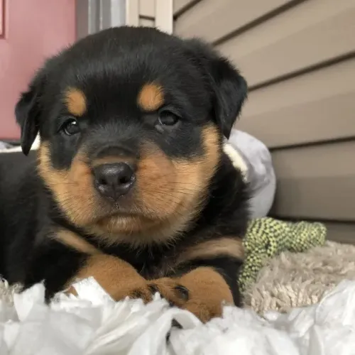 Rottweiler forte e leal 