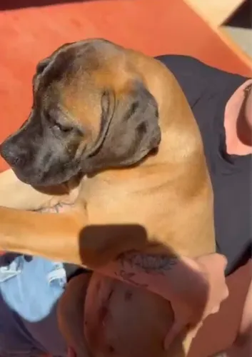 Vendo Filhote Fêmea de Cane Corso Italiano