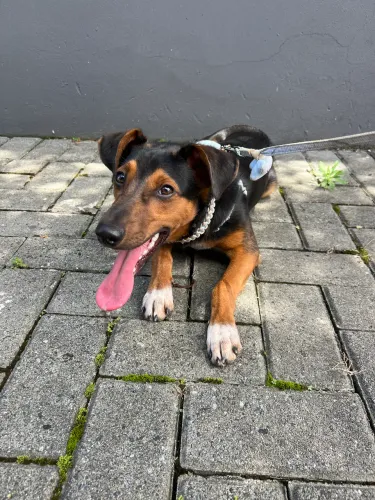 CÃO ADOÇÃO MACHO CASTRADO 1 ANO