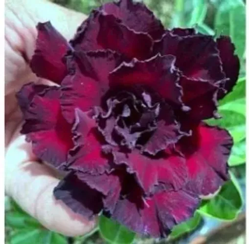 Rosa do deserto Cléoprata
