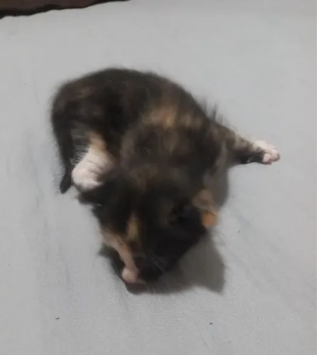 Gatos pra doação 