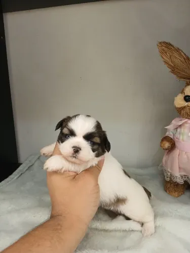 Vendo filhote de shihtzu fêmea disponível para reserva