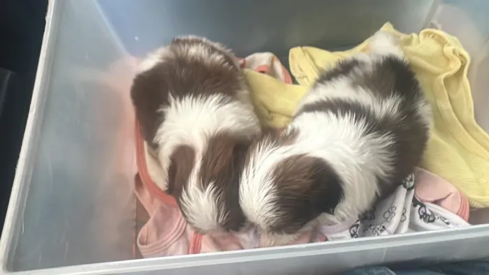 Filhote Shih tzu