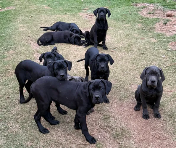 Filhote cane Corso