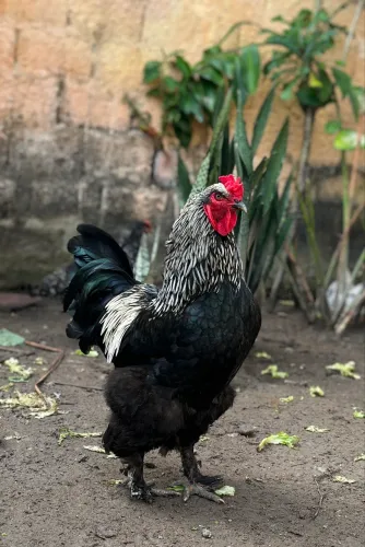 GALO BRAHMA PURO