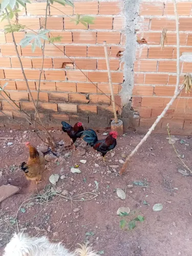 Galo vermelho