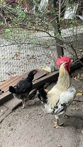 Galo e galinha caipira
