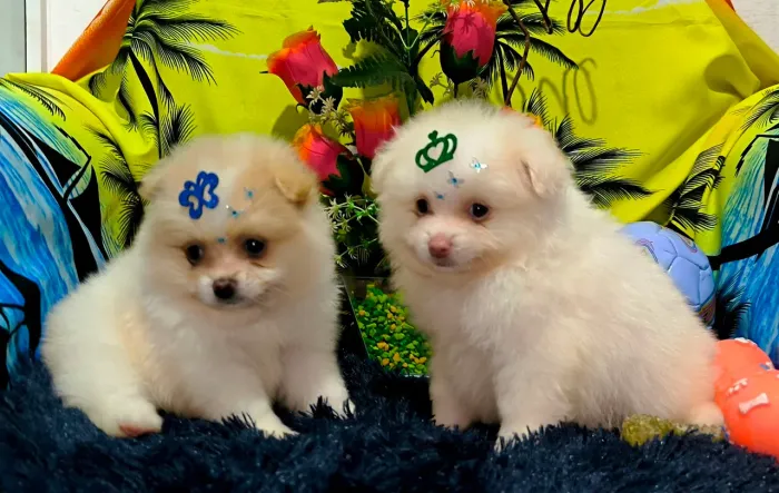 Lindos Lulu da Pomerânia Anões
