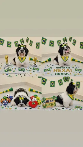 Shih tzu 