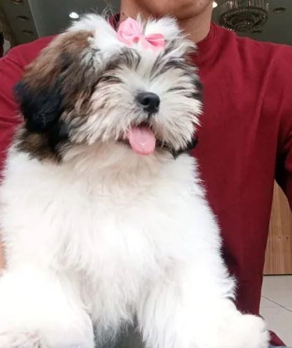 Shitzu