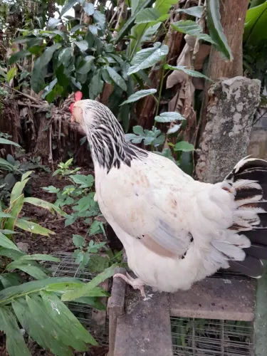 Vendo lindo casl de GlZ com 2 franguinhas