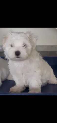 Maltês - machinhos - pedigree