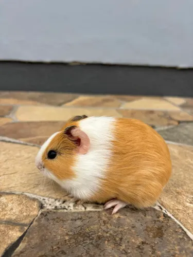 Filhotes de Porquinho da índia