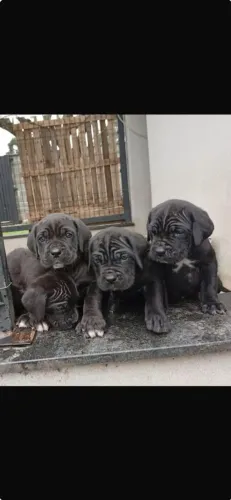 Filhotes Cane corso 
