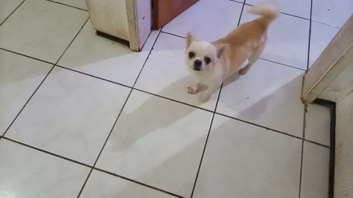 Filhote de chihuahua machos para reserva.