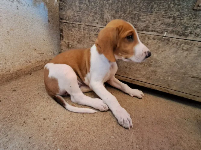 Cachorro americano caçador filhotes