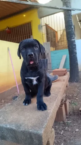 Cane corso fêmea