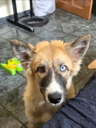 Cachorro Husky