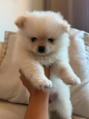 Lulu da pomerania fêmeas