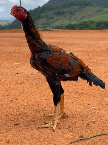 Frango índio Bico Curto 
