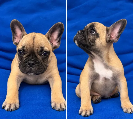 Buldogue Francês Macho (filhote)