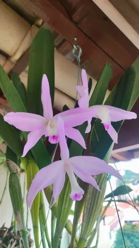 Orquídeas - Cattleyas 